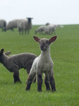 FZ004645 Little lamb.jpg